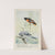 Goldie the Baltimore Oriole, Sammy Jay by Louis Agassiz Fuertes