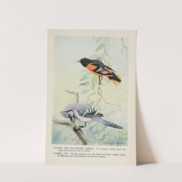 Goldie the Baltimore Oriole, Sammy Jay by Louis Agassiz Fuertes