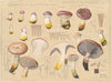 Gomphidius glutinosus (Schff. 1762), Gomphidius glutinosus Scff. (1915-1945)