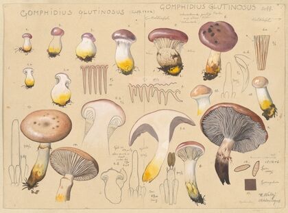 Gomphidius glutinosus (Schff. 1762), Gomphidius glutinosus Scff. (1915-1945)