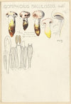 Gomphidius maculosus (1915-1945)