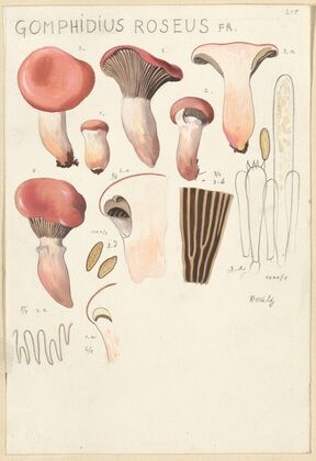 Gomphidius roseus (1915-1945)