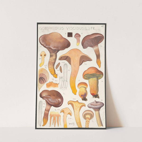 Gomphidius viscidus (L.) Fr. (1915-1945) by Hans Walty