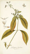 Gomphrena brasiliensis