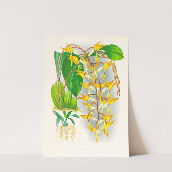 Gongora maculata by Jean Jules Linden