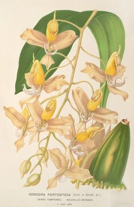 Gongora portentosa