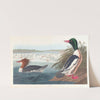 Goosander by John James Audubon