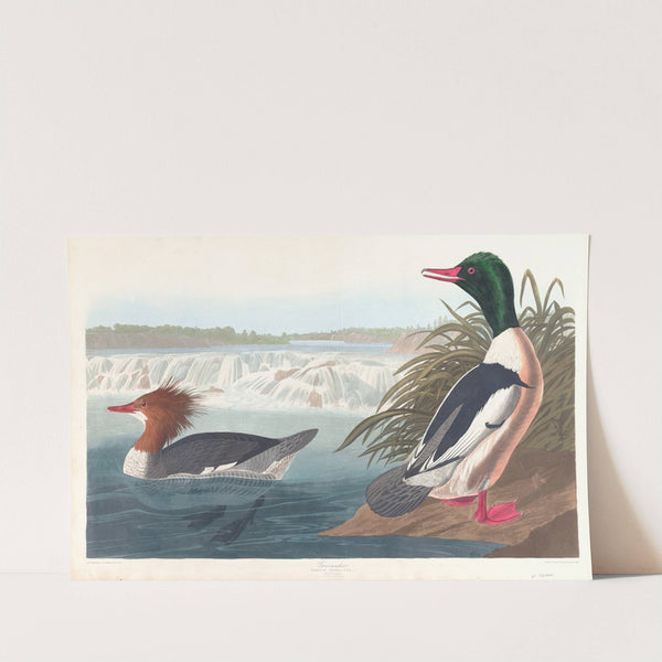 Goosander by John James Audubon