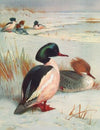 Goosander (1913)