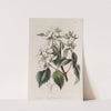 Gordon’s Philadelphus (1815-1819) by Sydenham Edwards