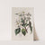 Gordon’s Philadelphus (1815-1819) by Sydenham Edwards