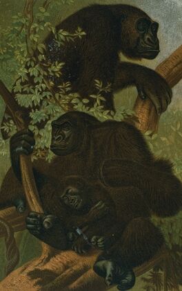 Gorilla.