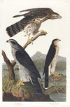 Goshawk, Stanley hawk