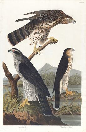 Goshawk, Stanley hawk