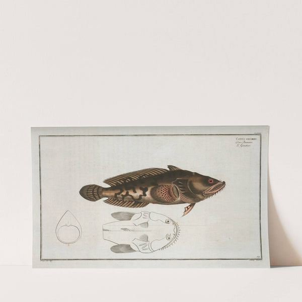 Gottus gruniens (1785-1797) by Marcus Elieser Bloch