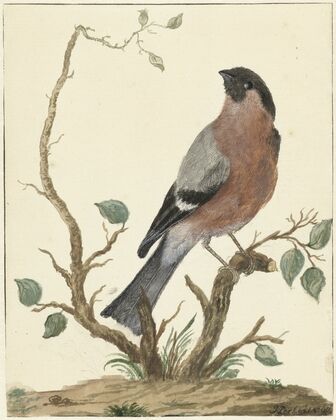 Goudvink