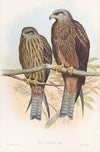 Govinda Kite
