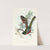 Graceful Trogon (1835-1838) by John Gould