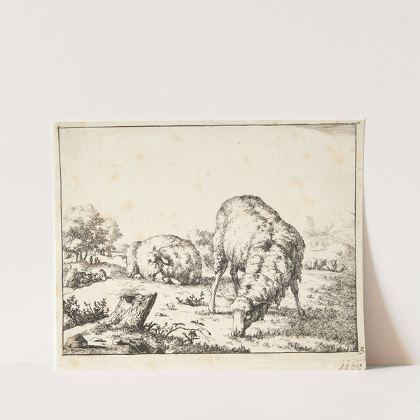 Græssende får, set forfra by Marcus de Bye