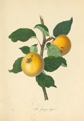 Grange Apple