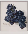 Grapes