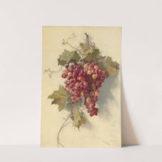 Grapes Against White Wall (1883) by Edwin Deakin
