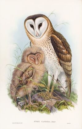 Grass-Owl