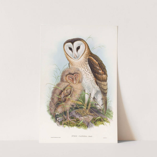 Grass-Owl by John Gould