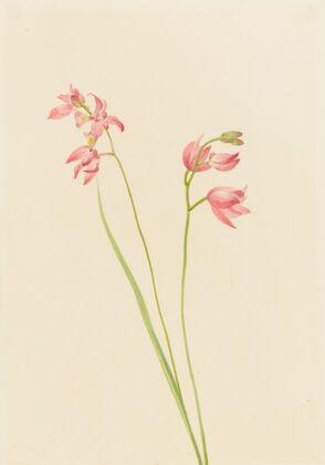 Northern Onion (Allium sibiricum) (1920) — size preview
