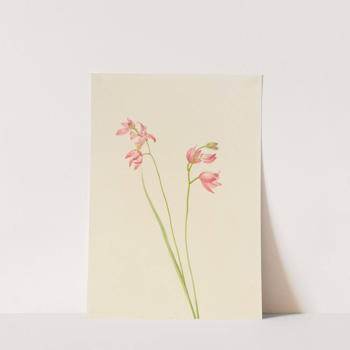 Grass-pink Orchid (Limodorum tuberosum) by Mary Vaux Walcott
