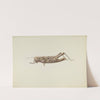 Grasshopper Weather Vane by Joseph Goldberg