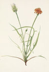 Showy Orchis. Orchis spectabilis