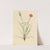 Grassleaf Agoseris (Agoseris graminifolia) (1905) by Mary Vaux Walcott