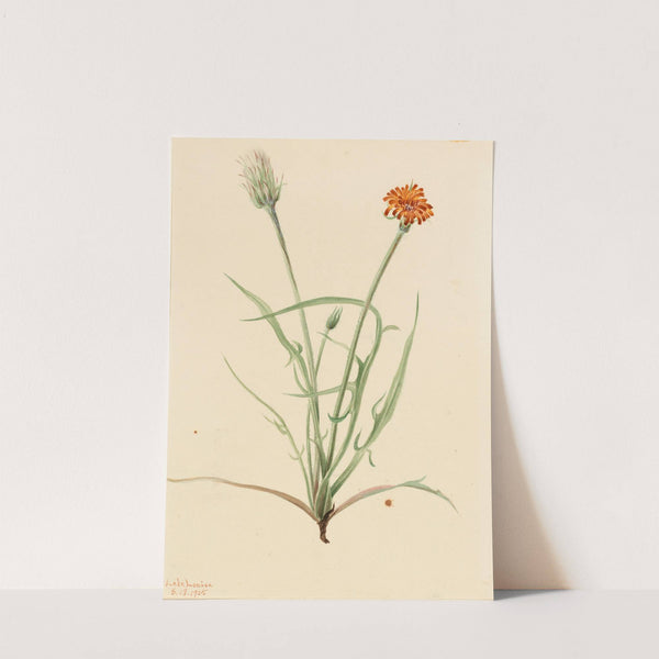 Grassleaf Agoseris (Agoseris graminifolia) (1905) by Mary Vaux Walcott