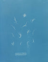 Grateloupia filicina