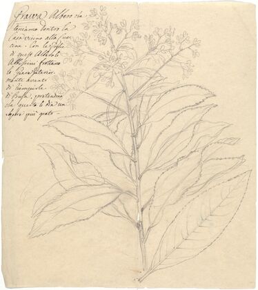 Grawa (Vernonia amygdalina)