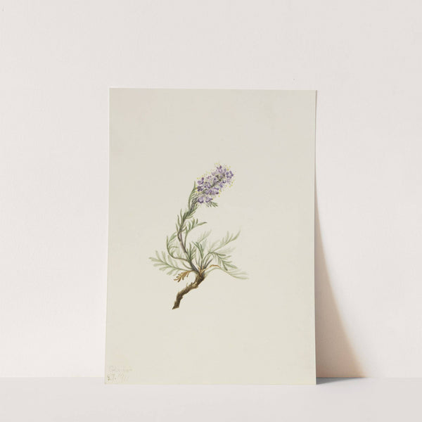 Gray Phacelia (Phacelia sericea) (1911) by Mary Vaux Walcott