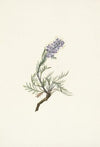Gray Phacelia. Phacelia sericea (1925)