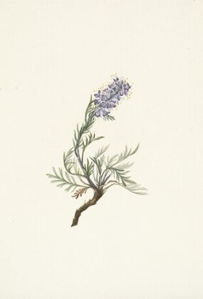 Gray Phacelia. Phacelia sericea (1925)