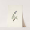 Gray Phacelia. Phacelia sericea (1925) by Mary Vaux Walcott