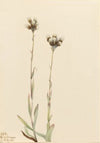Gray Pussytoes (Antennaria howellii) (1921)