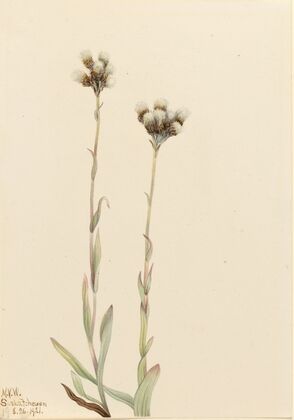 Gray Pussytoes (Antennaria howellii) (1921)