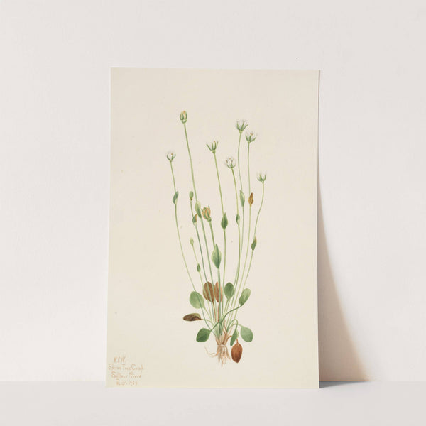 Gray Ragwort (Senecio canus) (1920) by Mary Vaux Walcott