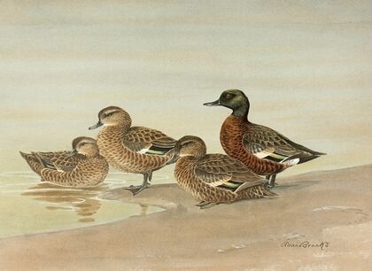 Gray Teal, Chestnut-Breasted Teal (1922-1926)