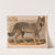 Gray wolf – Canis lupus (1874) by Louis Prang & Co.