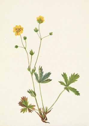 Grayleaf Fivefinger. Rotentilla glaucophylla (1925)