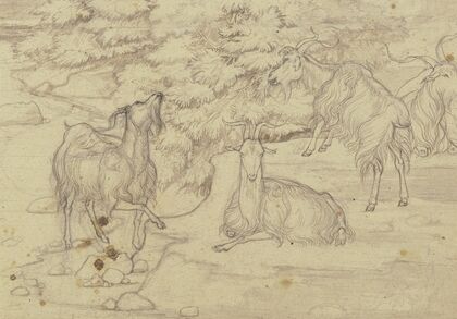 Grazing goats