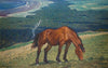 Grazing Horse