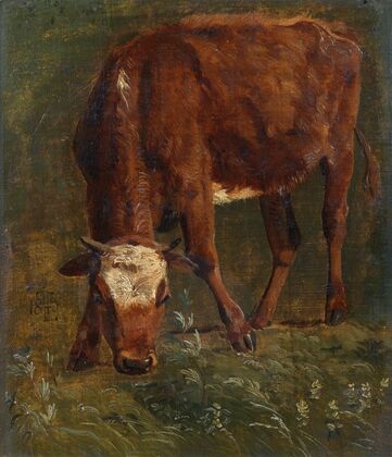 Grazing red heifer. Study