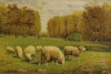 Grazing Sheep